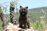 CAIRN TERRIER 462